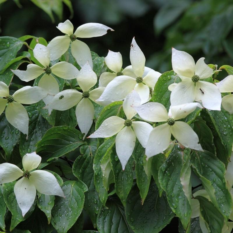 kousa dogwood (Cornus kousa 'Kristin Lipka's Variegated Weeper') plant — close-up photo