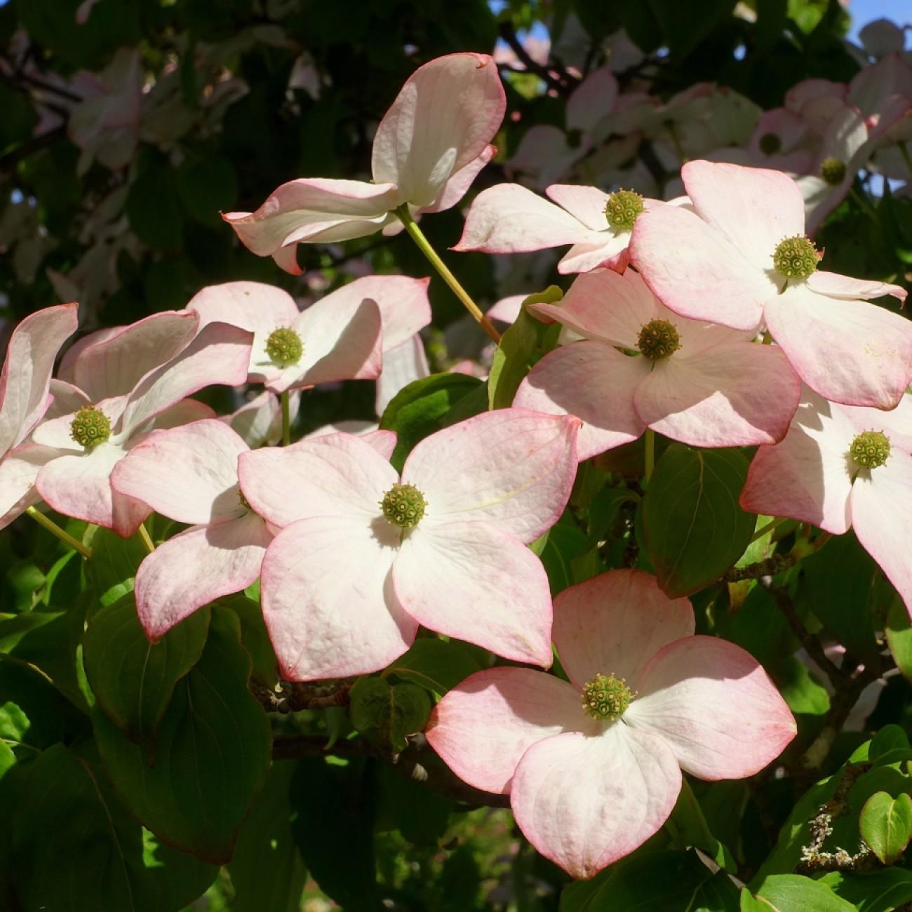 kousa dogwood (Cornus kousa 'Fireworks') plant — close-up photo