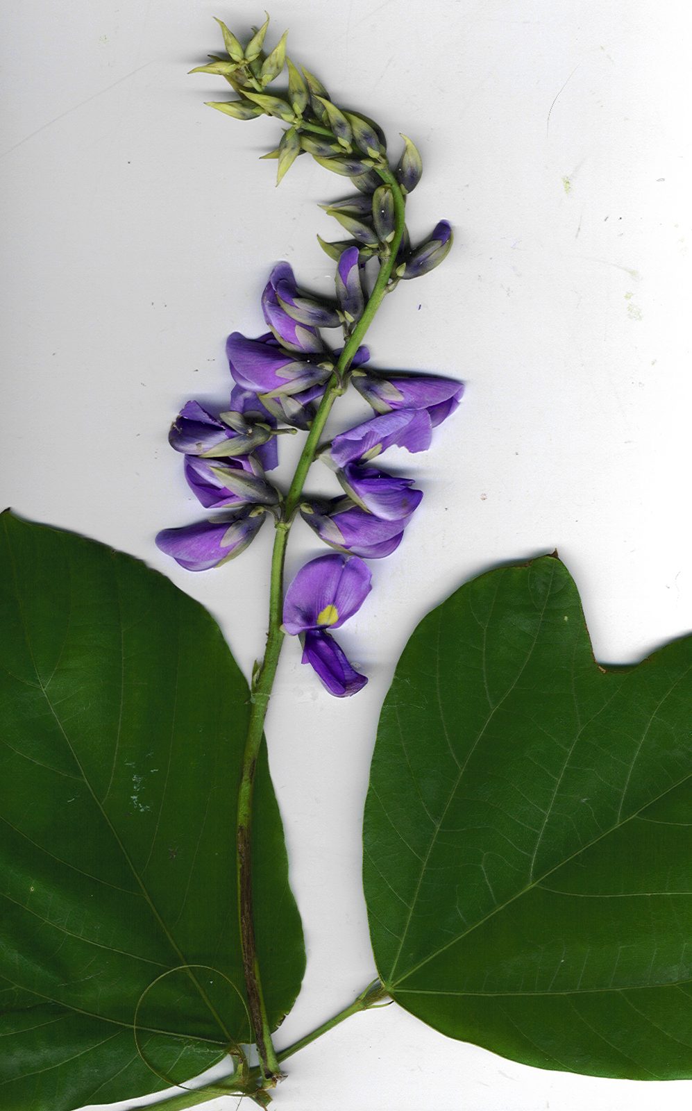 Kudzu Vine (Pueraria montana var. lobata) plant