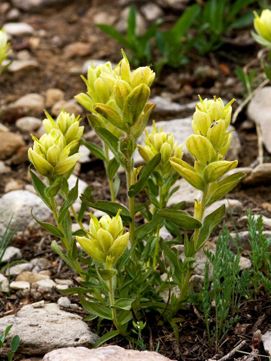 Labrador Indian Paintbrush (Castilleja septentrionalis) plant