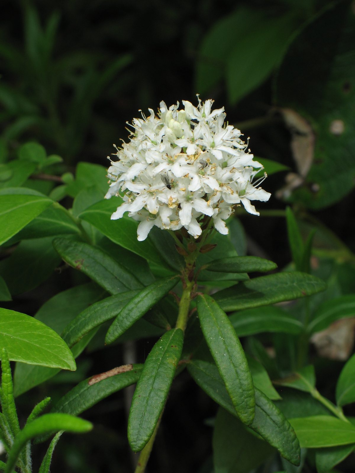 Labrador Tea (Rhododendron groenlandicum) plant
