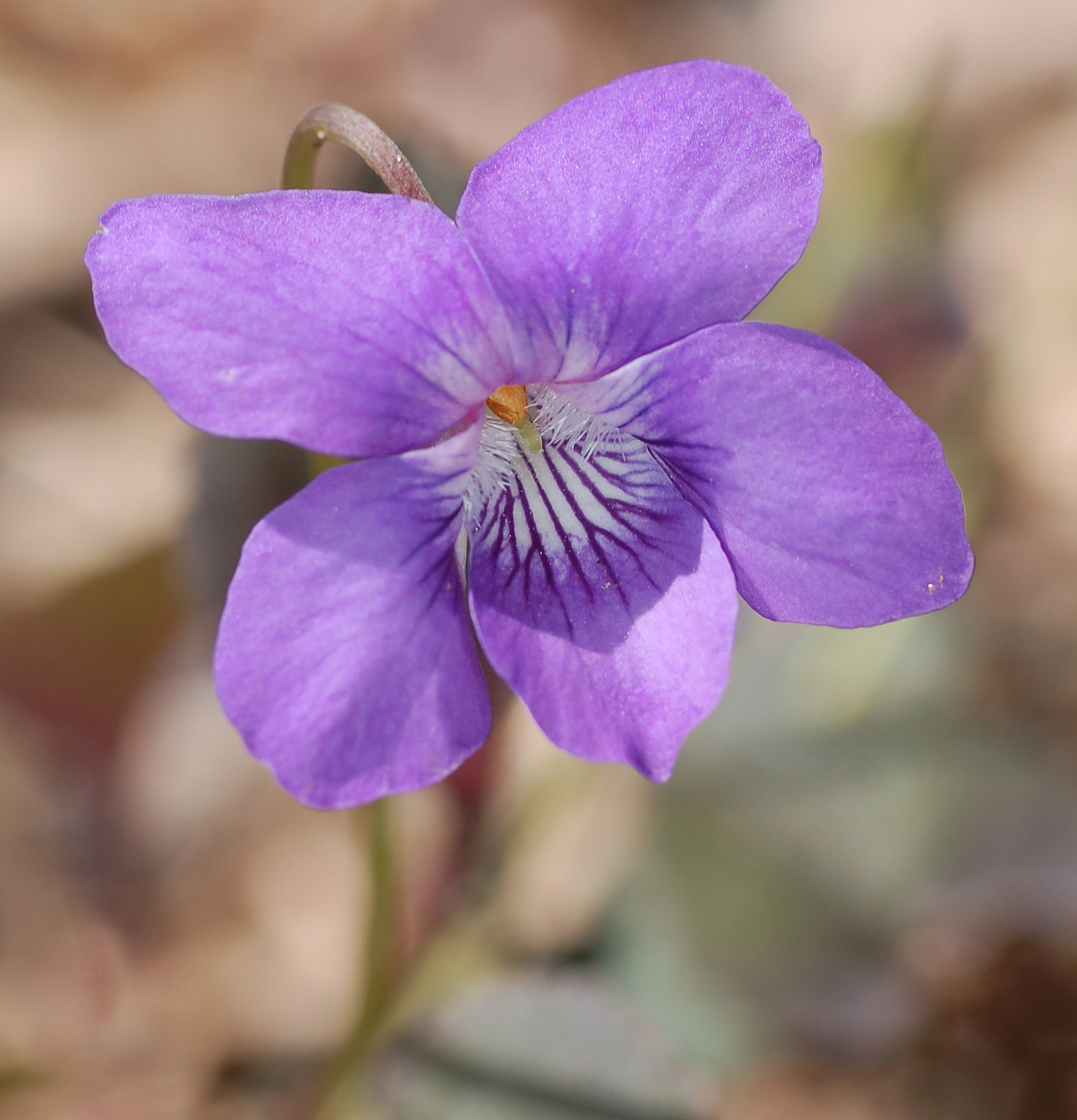 Labrador Violet (Viola labradorica) plant