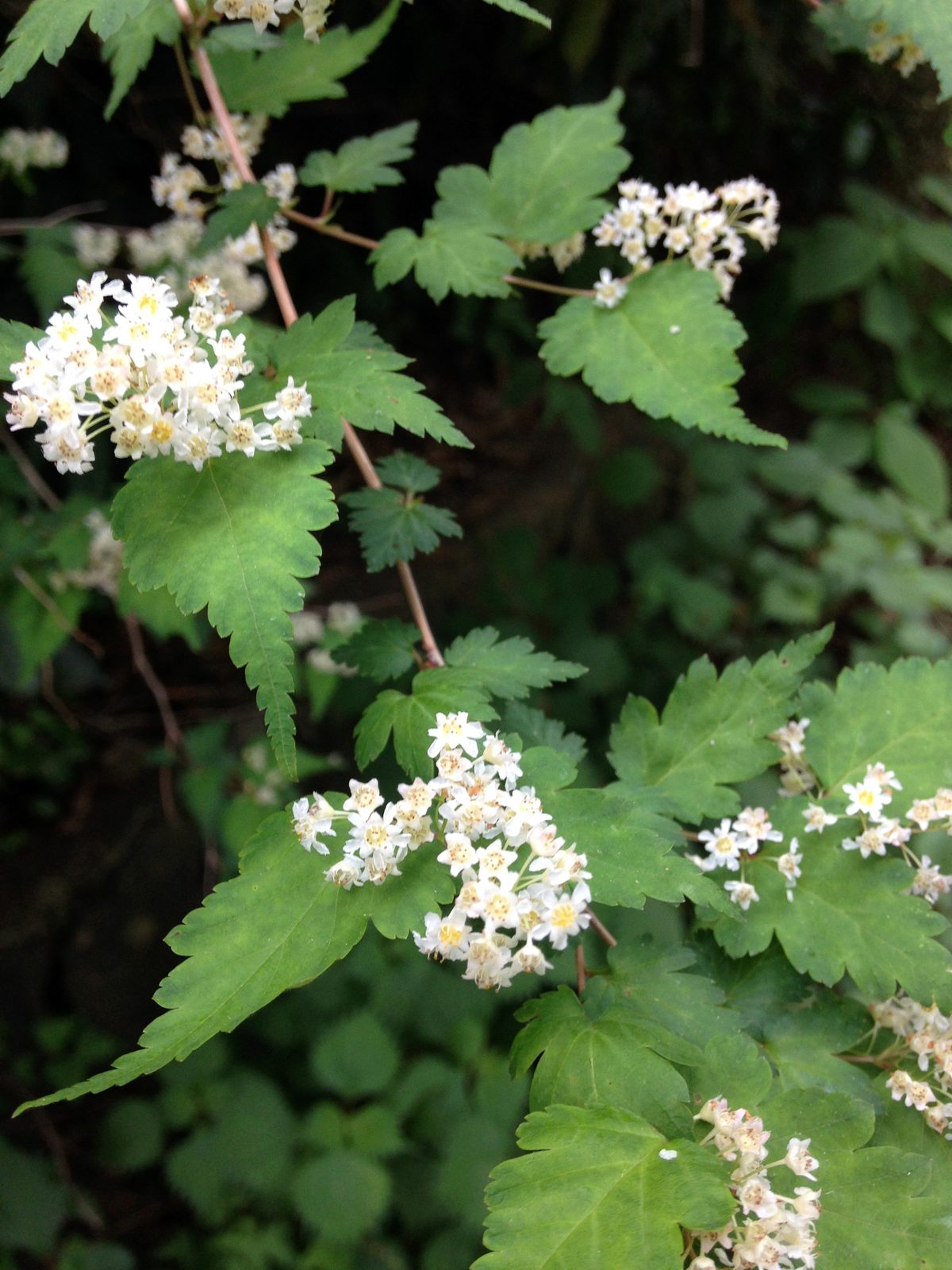 Lace Shrub (Stephanandra incisa) plant