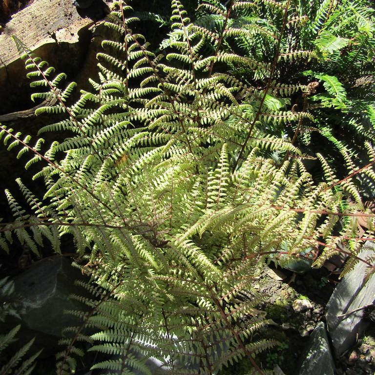 lady fern (Athyrium 'Ghost') plant — close-up photo