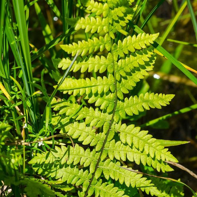 lady fern (Athyrium filix-femina) plant — close-up photo