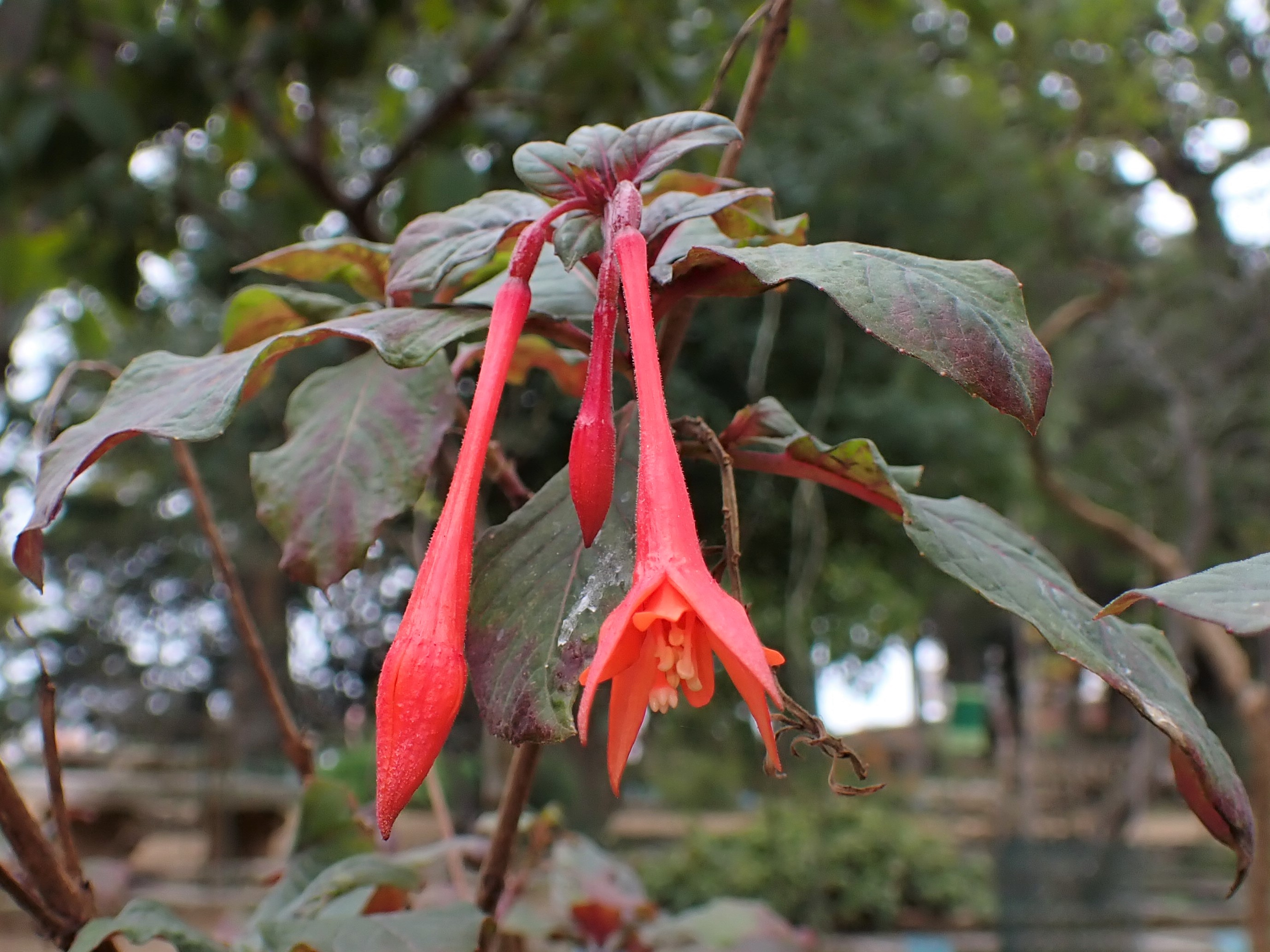 Lady's Eardrops (Fuchsia triphylla 'Gartenmeister Bonstedt') plant