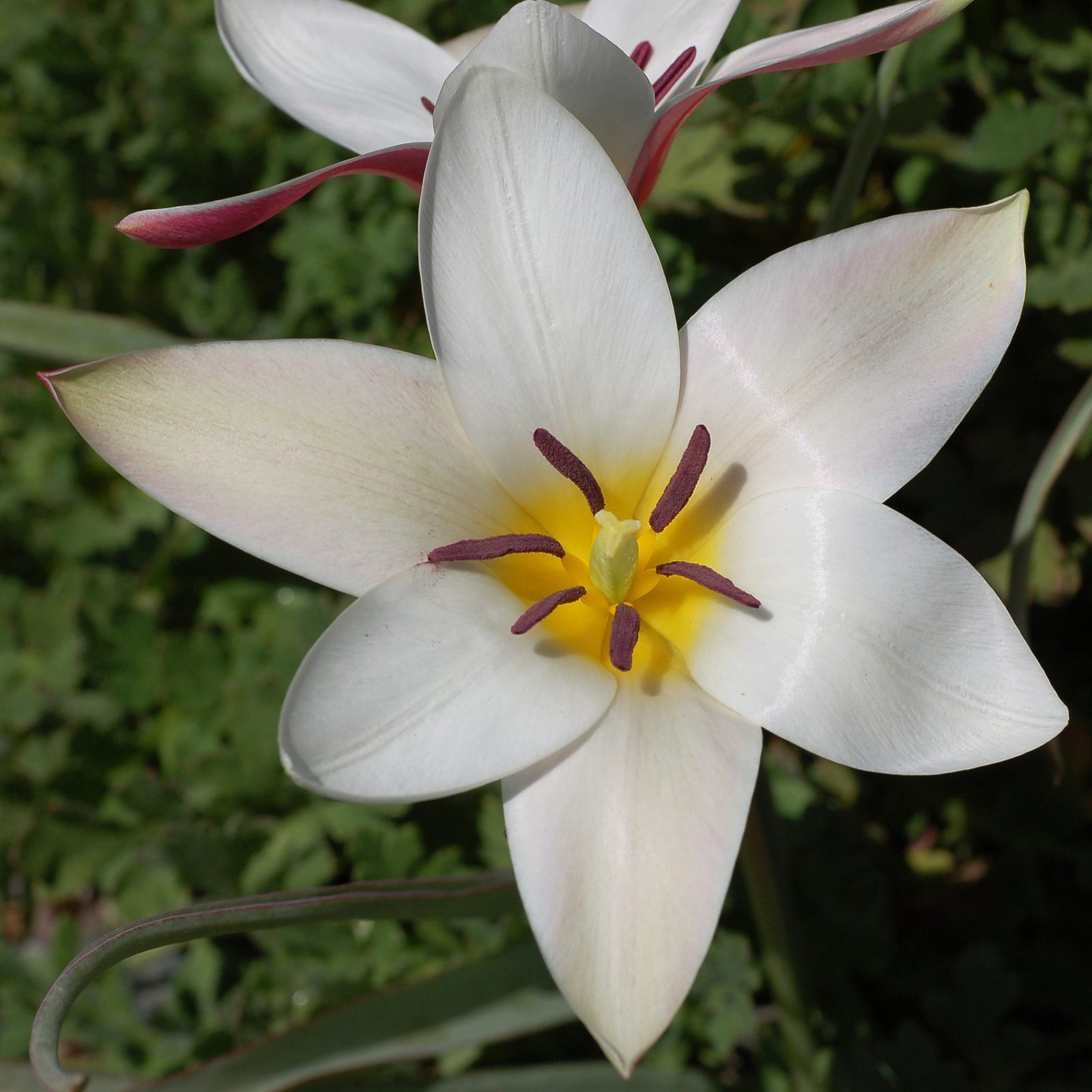 Lady Tulip (Tulipa clusiana) plant