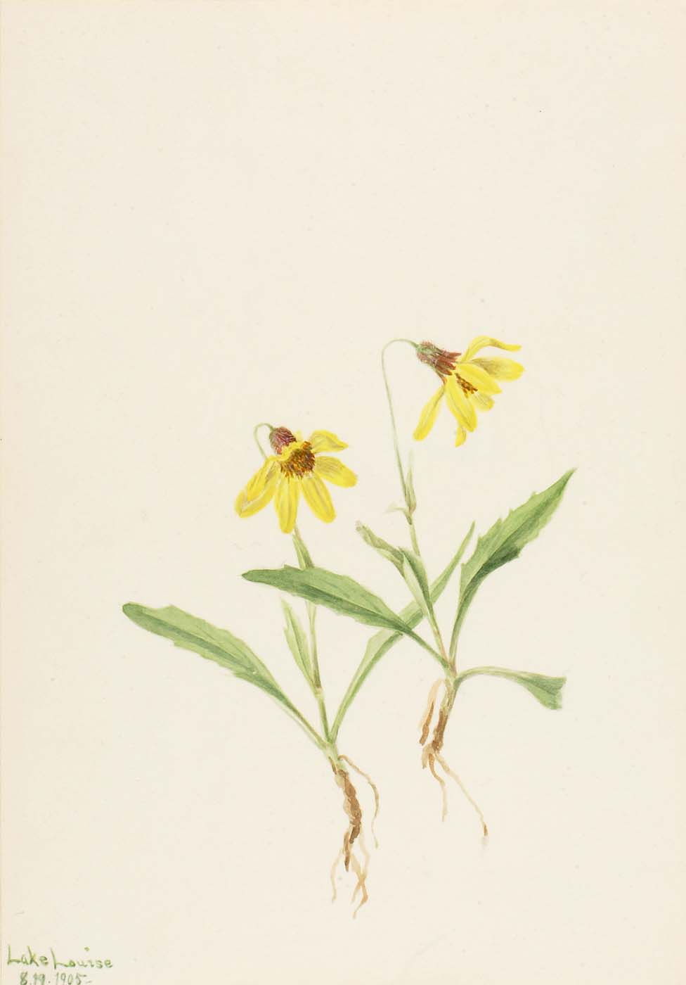 Lake Louise Arnica (Arnica louiseana) plant
