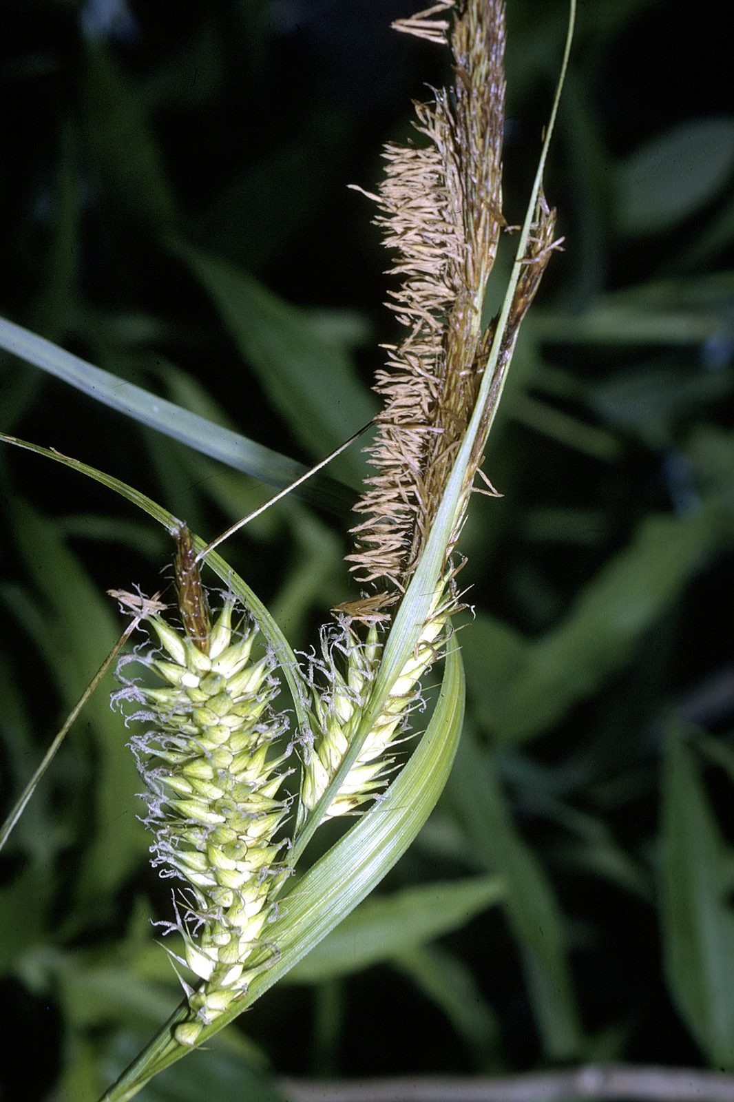Lakebank Sedge (Carex lacustris) plant