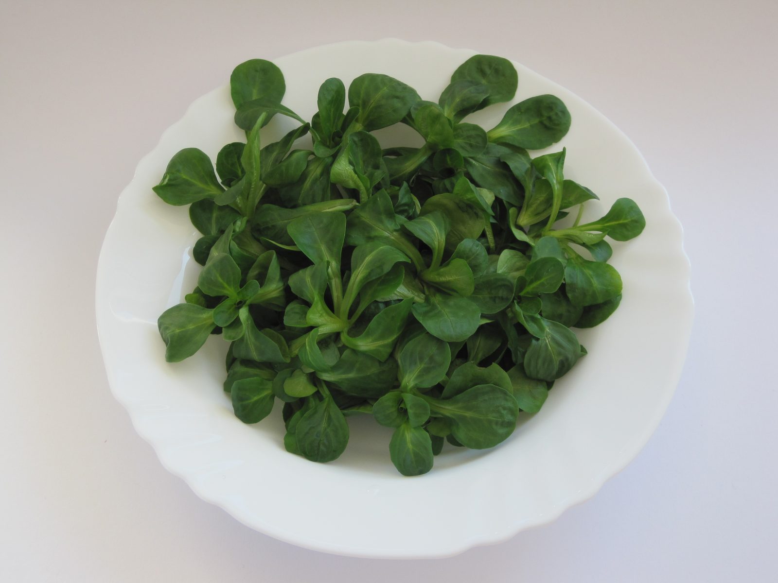 Lamb's Lettuce (Valerianella locusta) plant
