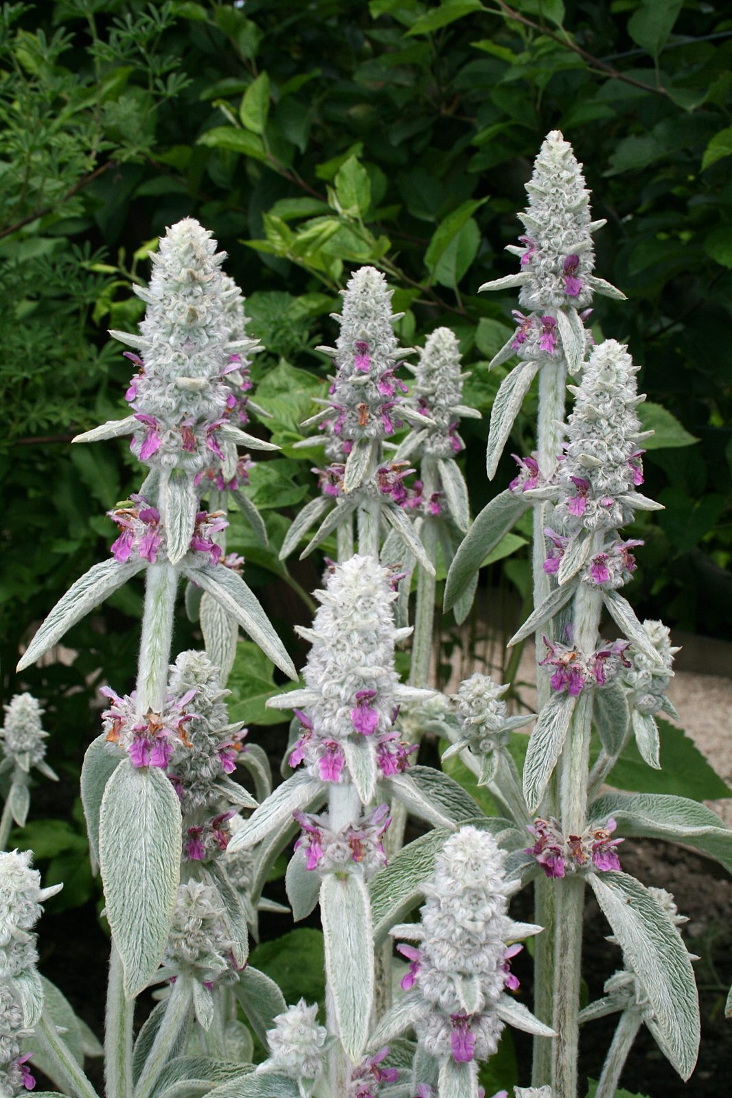 Lambs Ears (Stachys byzantina) plant