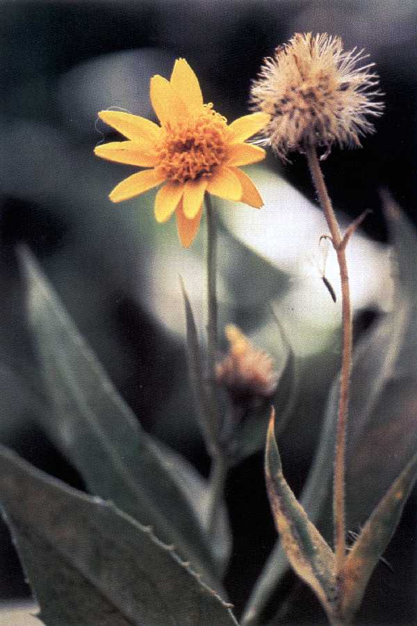 Lance Leaved Arnica (Arnica lanceolata) plant