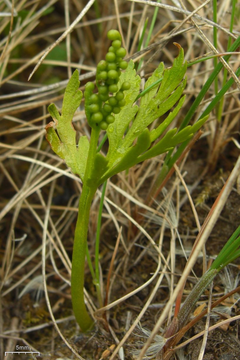 Lance Leaved Moonwort (Botrychium lanceolatum) plant