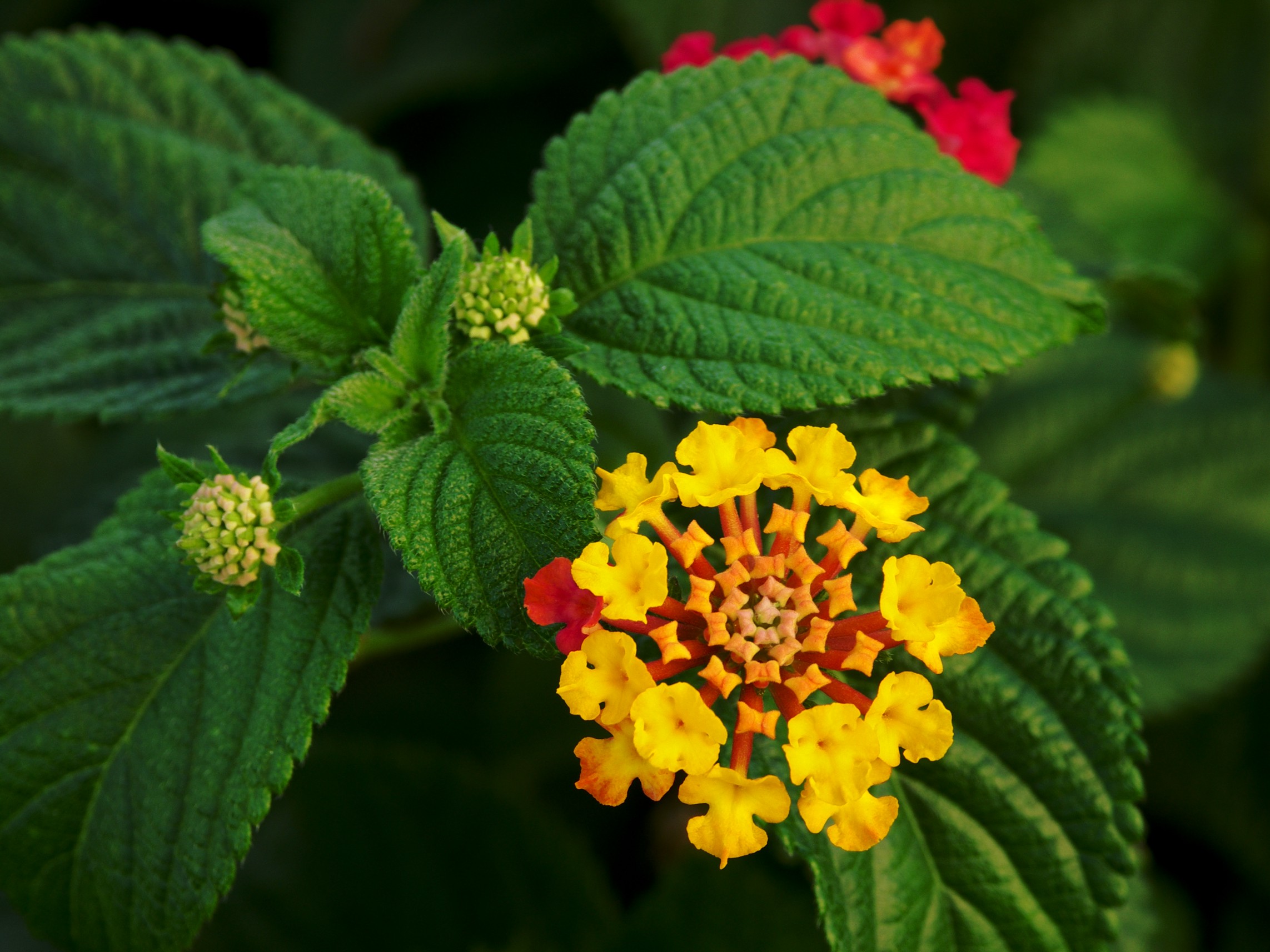 Lantana (Lantana camara) plant