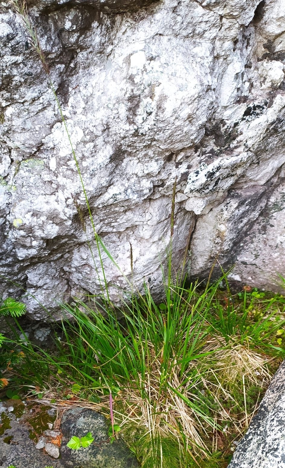 Lapland Reedgrass (Calamagrostis lapponica) plant