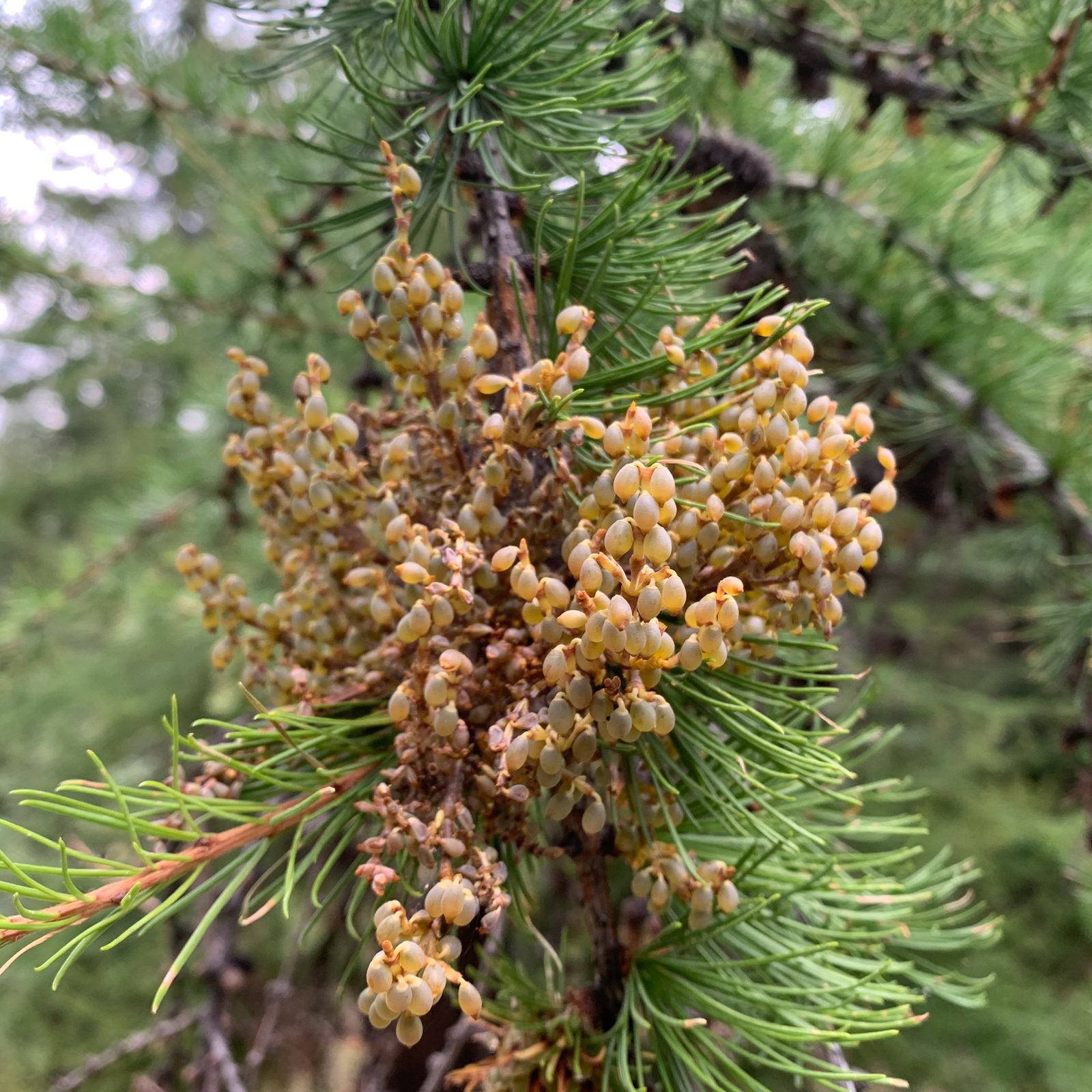 Larch Dwarf Mistletoe (Arceuthobium laricis) plant
