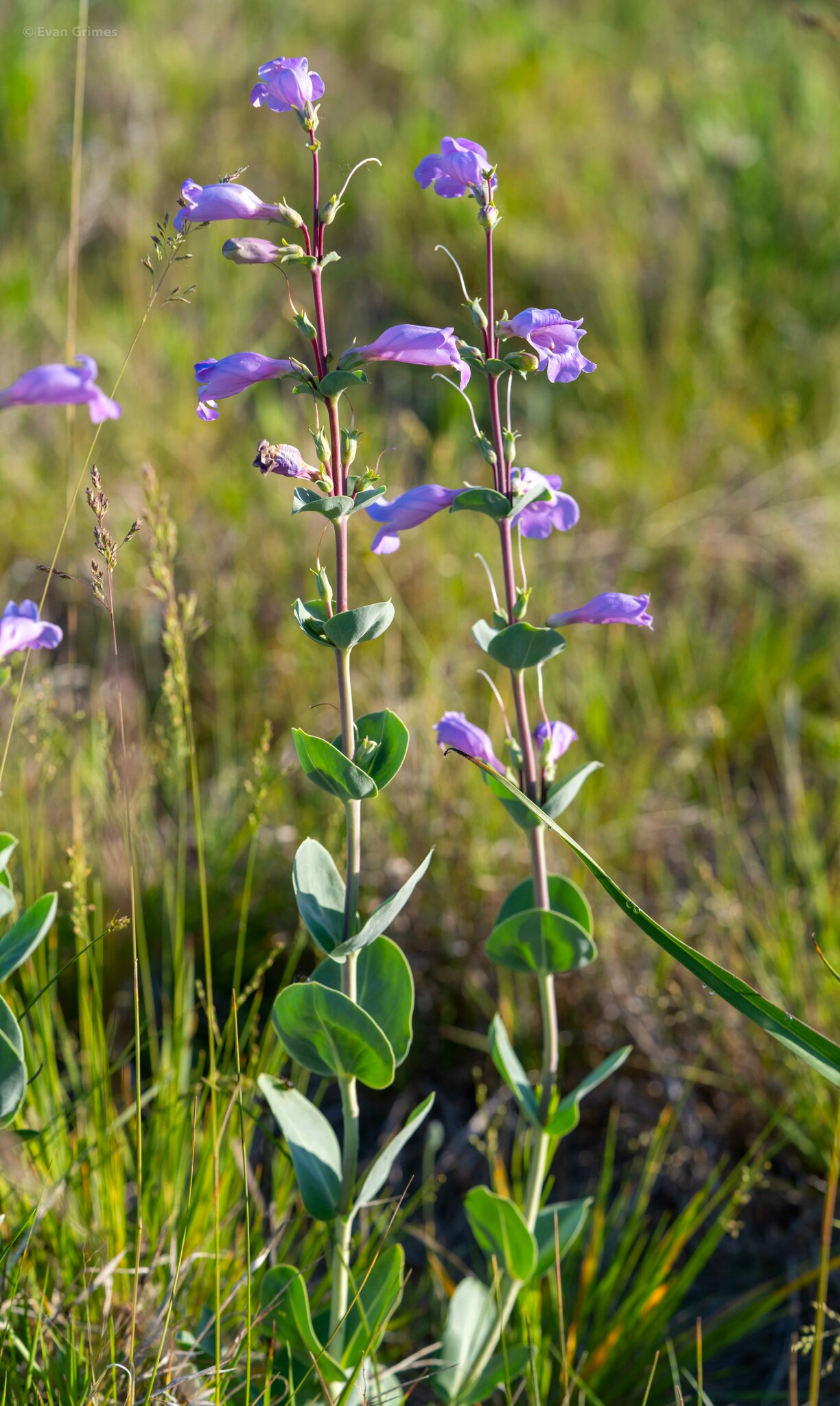 Large Beardtongue (Penstemon grandiflorus) plant