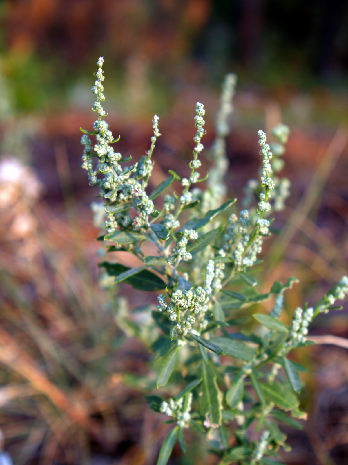 Large Calyx Goosefoot (Chenopodium macrospermum) plant