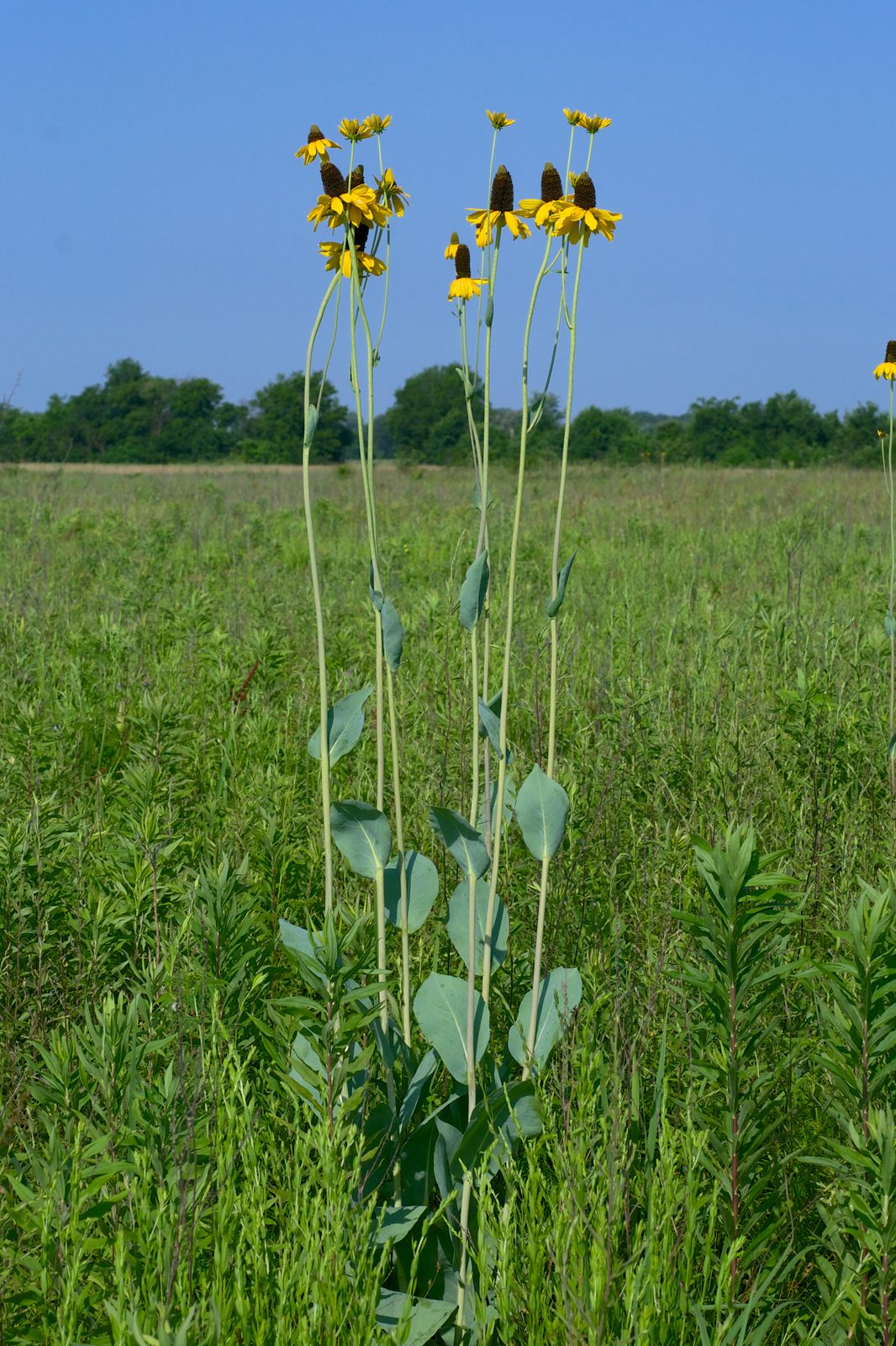 Large Coneflower (Rudbeckia maxima) plant