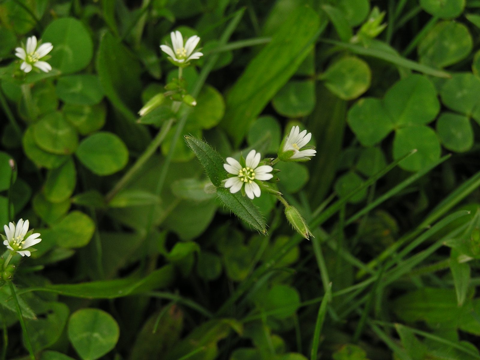Large Field Chickweed (Cerastium holosteoides) plant