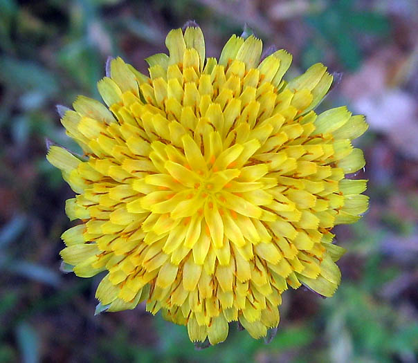 Large Flowered Agoseris (Agoseris grandiflora) plant