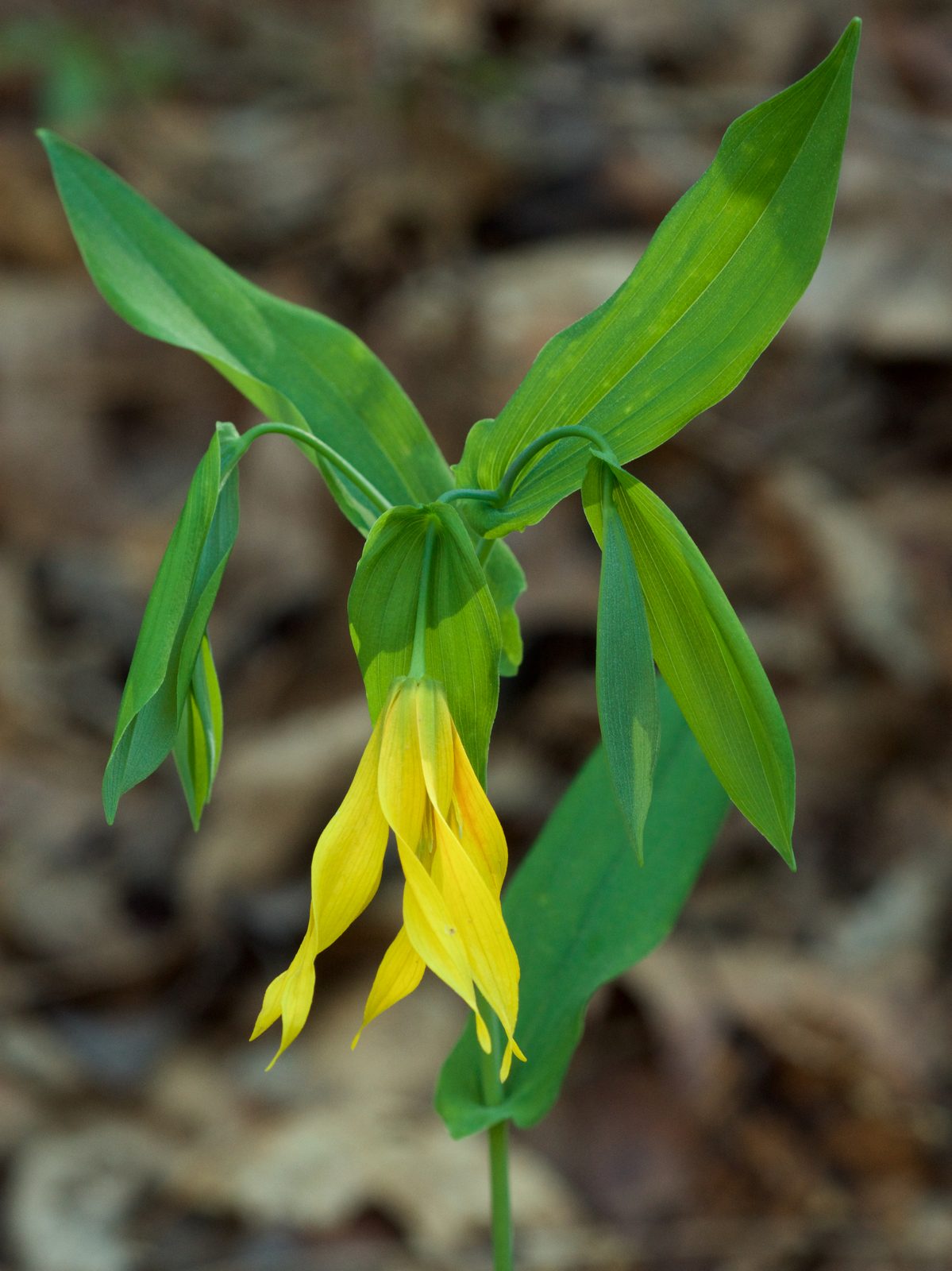 Large Flowered Bellwort (Uvularia grandiflora) plant