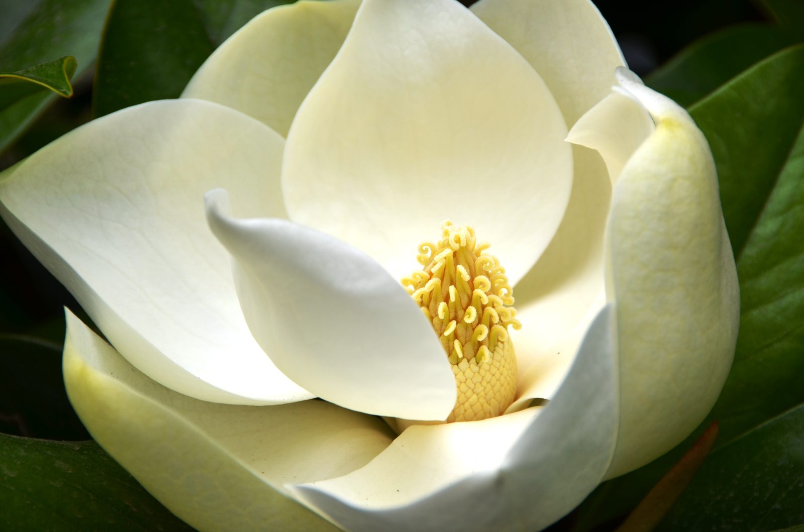 Large Flowered Magnolia (Magnolia grandiflora) plant