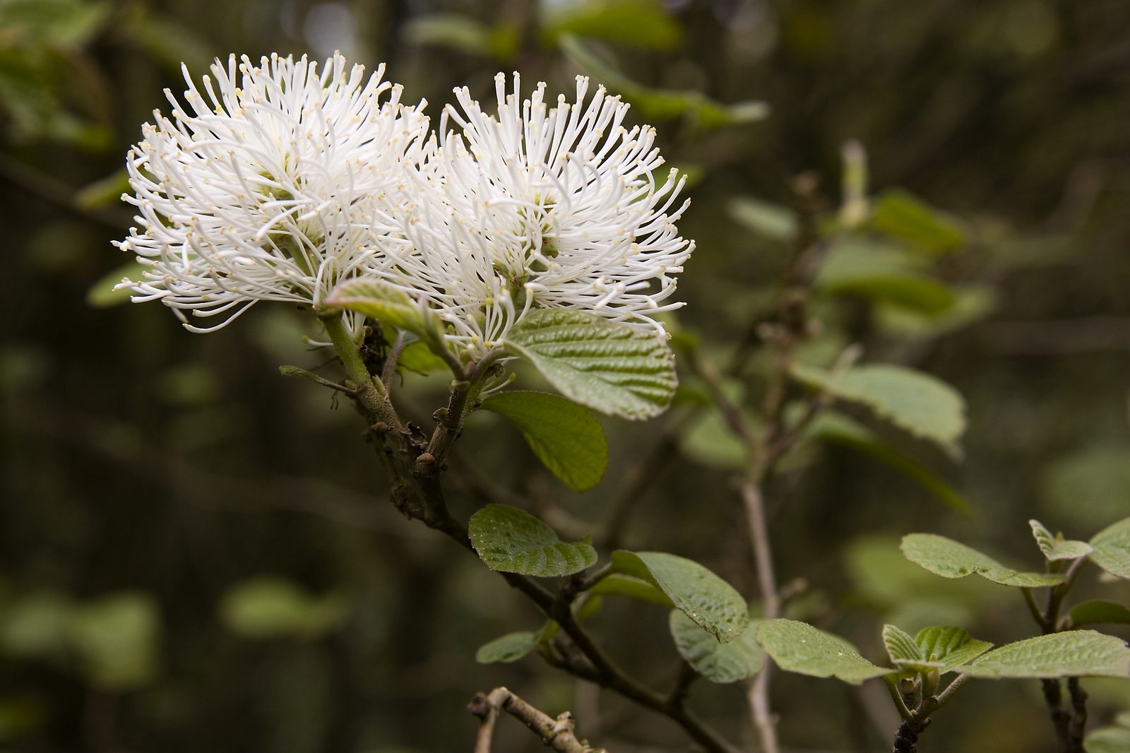 Large Fothergilla (Fothergilla major) plant