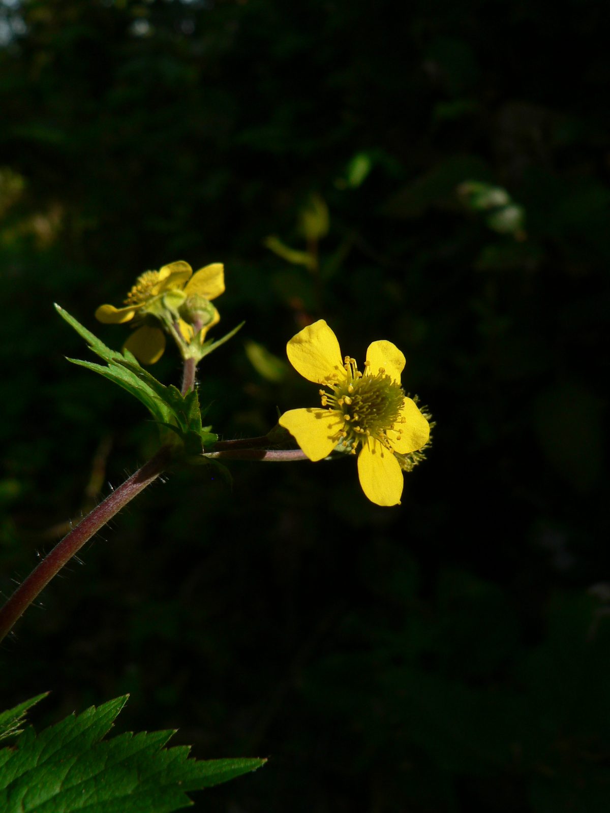 Large Leaved Avens (Geum macrophyllum) plant