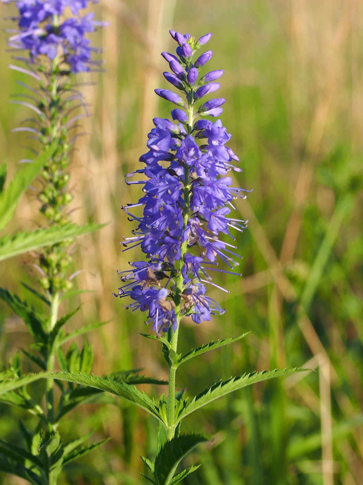 Large Speedwell (Veronica longifolia) plant
