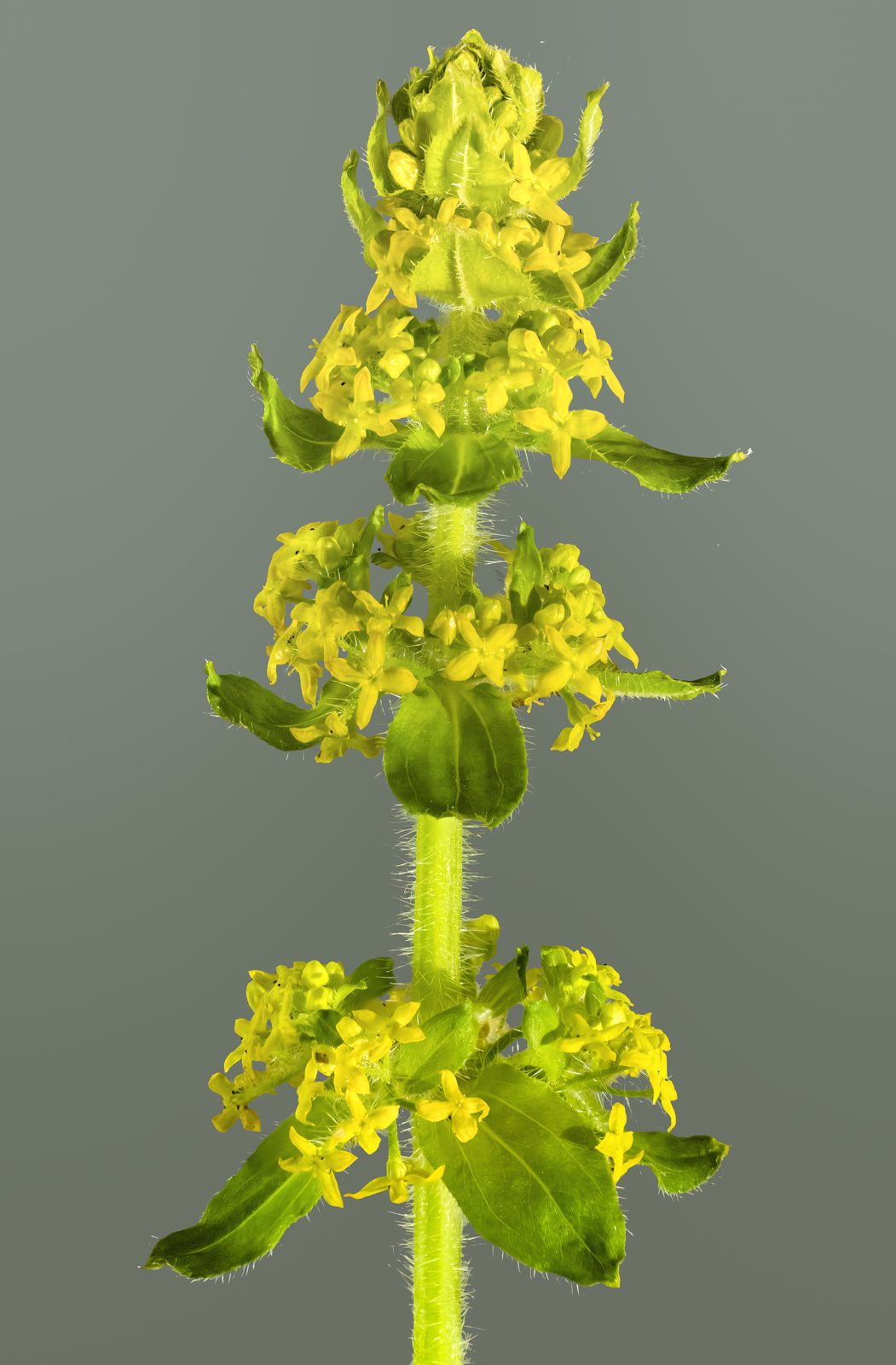 Large Styled Crosswort (Cruciata laevipes) plant