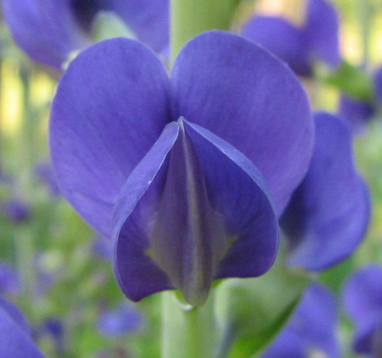 Largeleaf Wild Indigo (Baptisia macrophylla) plant