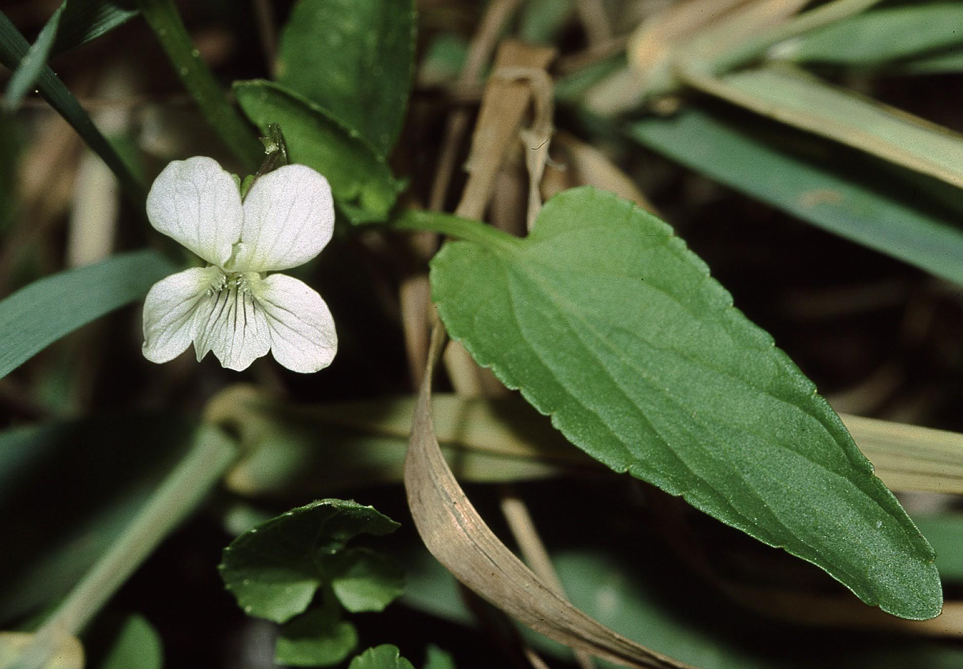 Larkspur Violet (Viola elatior) plant