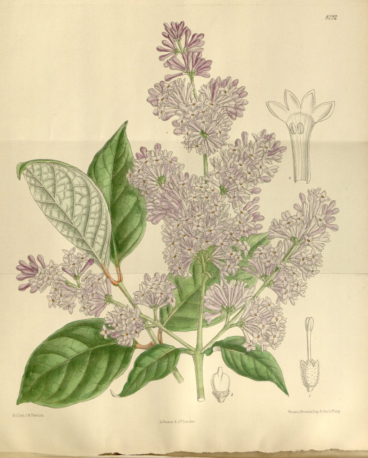 Late Lilac (Syringa villosa) plant