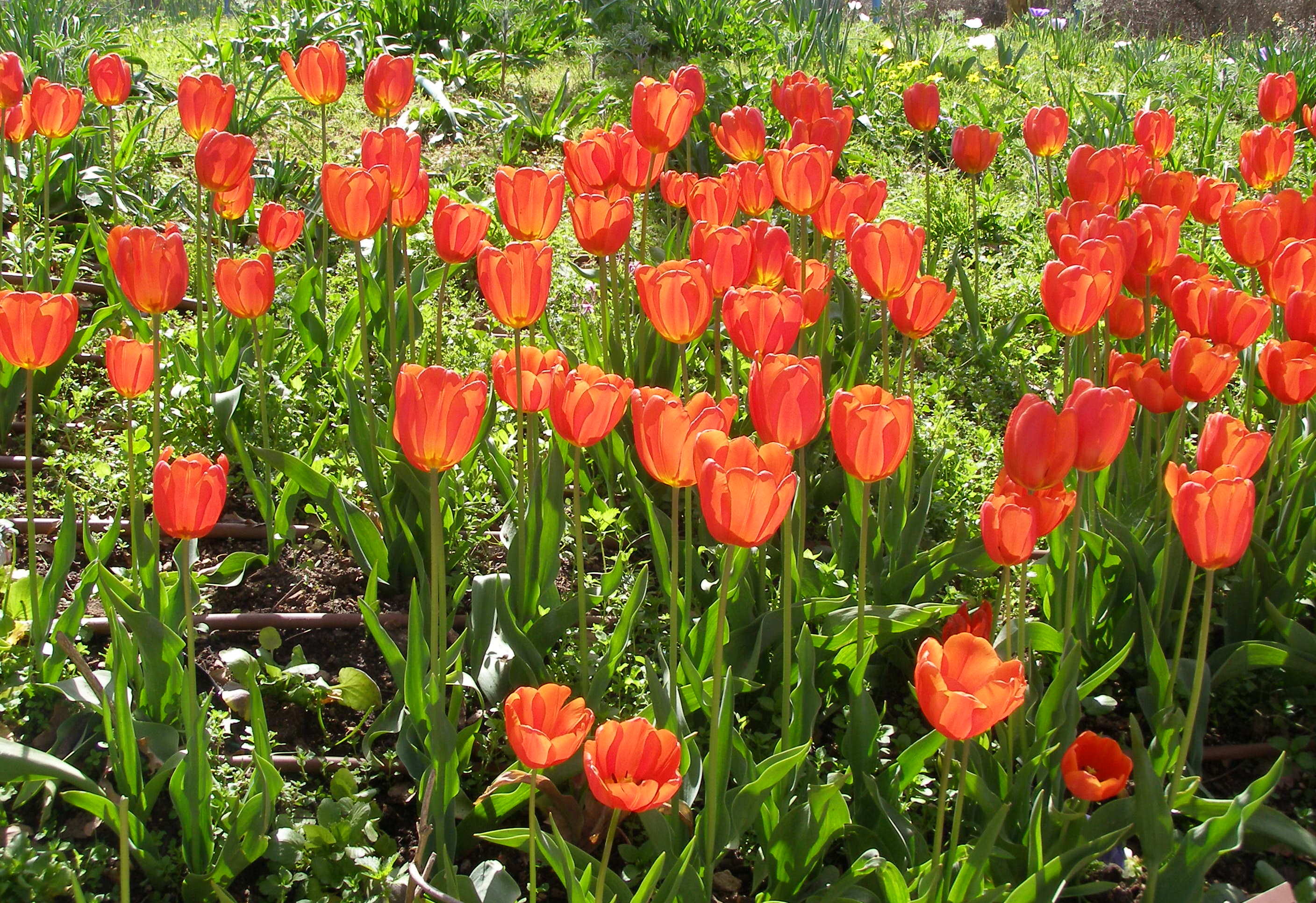 Late Tulip (Tulipa gesneriana var. serotina) plant