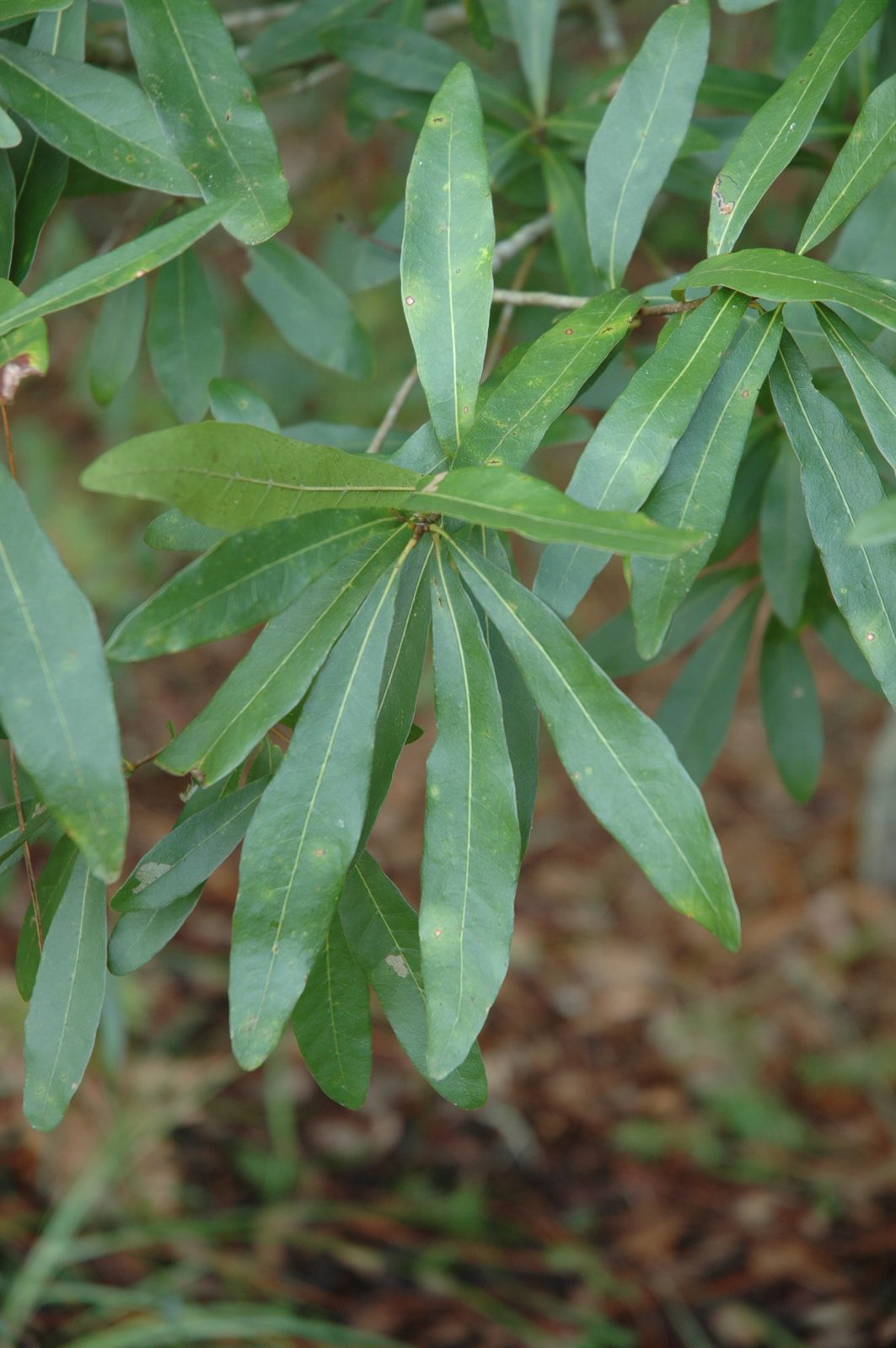 Laurel Oak (Quercus laurifolia) plant