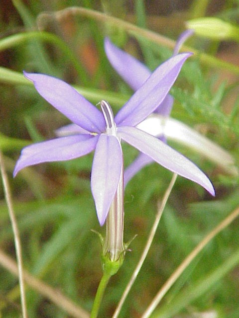 Laurentia (Isotoma axillaris) plant