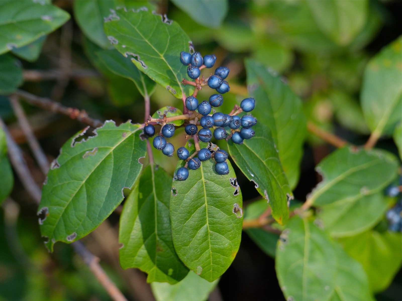 Laurustinus (Viburnum tinus) plant