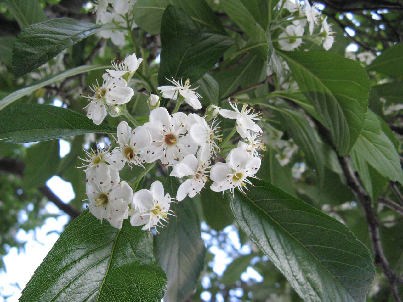 Lavalle Hawthorn (Crataegus × lavallei) plant