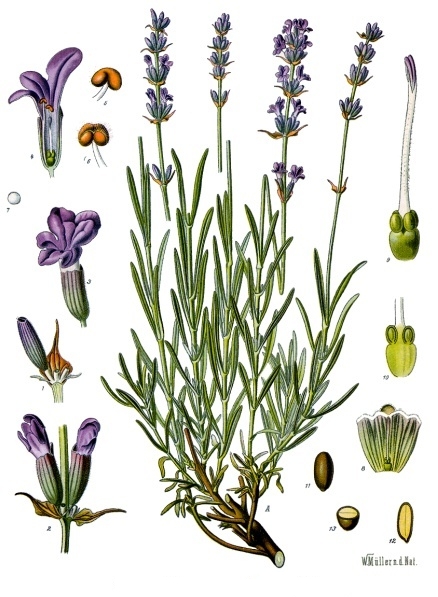 Lavender (Lavandula angustifolia) plant