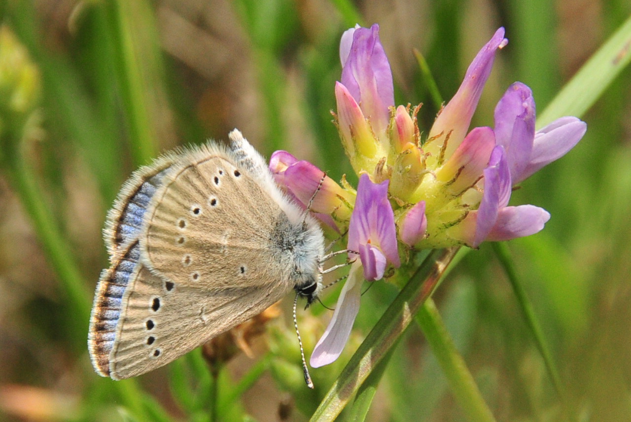 Laxmann's Milk Vetch (Astragalus laxmannii) plant