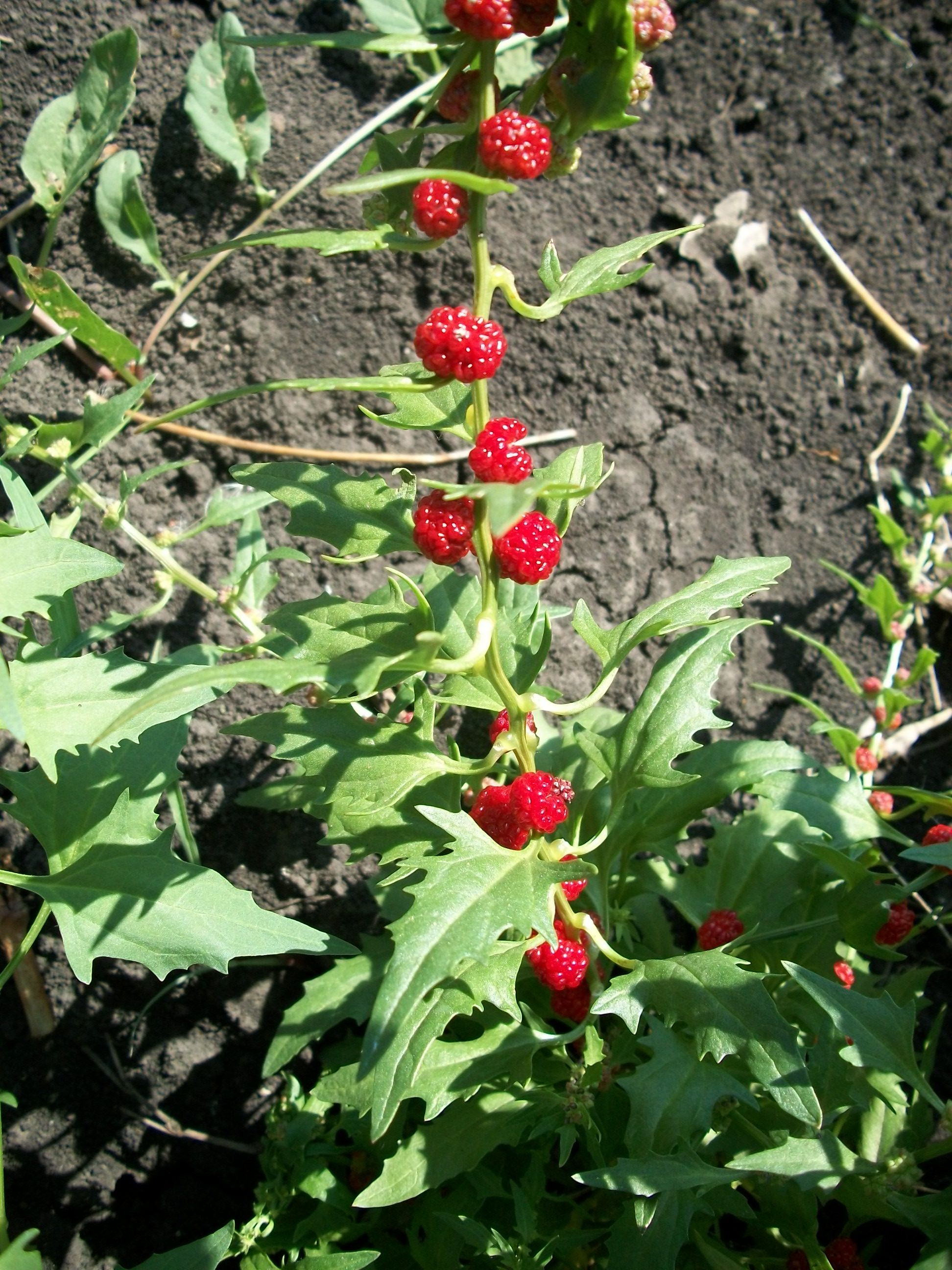 Leafy Goosefoot (Chenopodium foliosum) plant