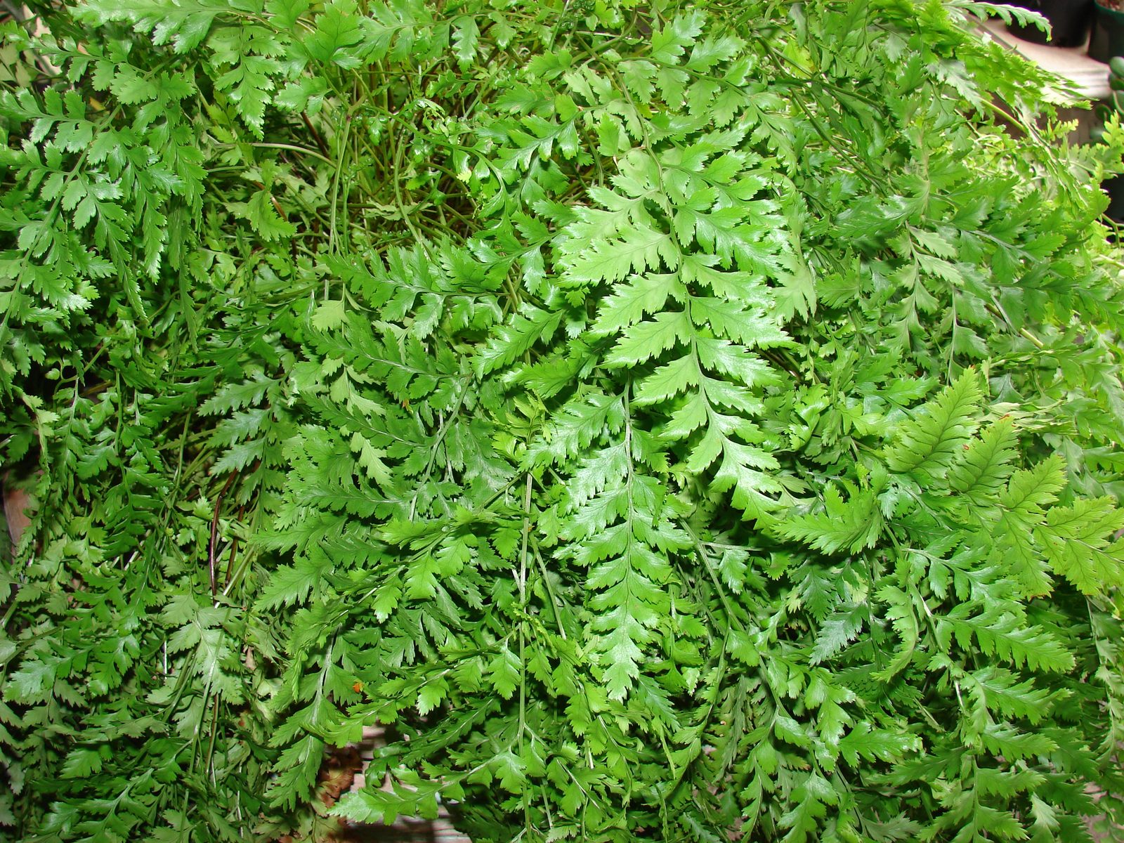 Leather Fern (Rumohra adiantiformis) plant