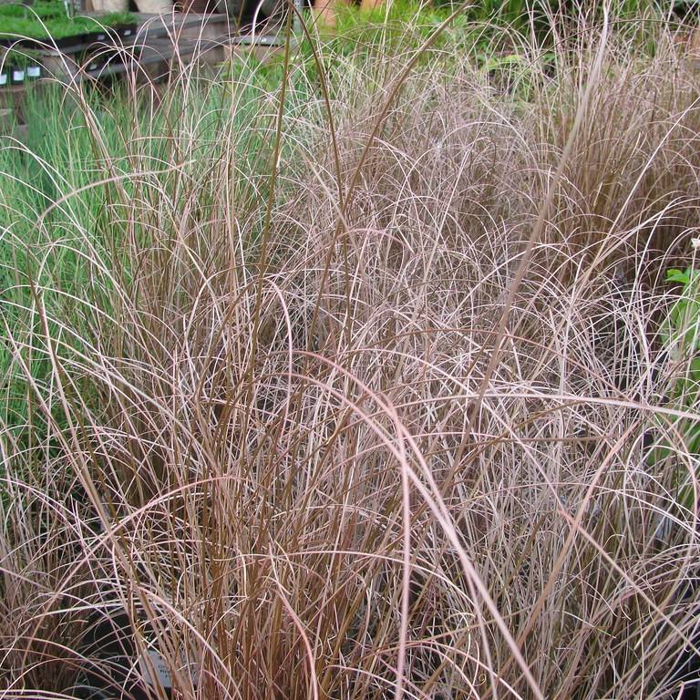 leatherleaf sedge (Carex buchananii 'Red Rooster') plant — close-up photo