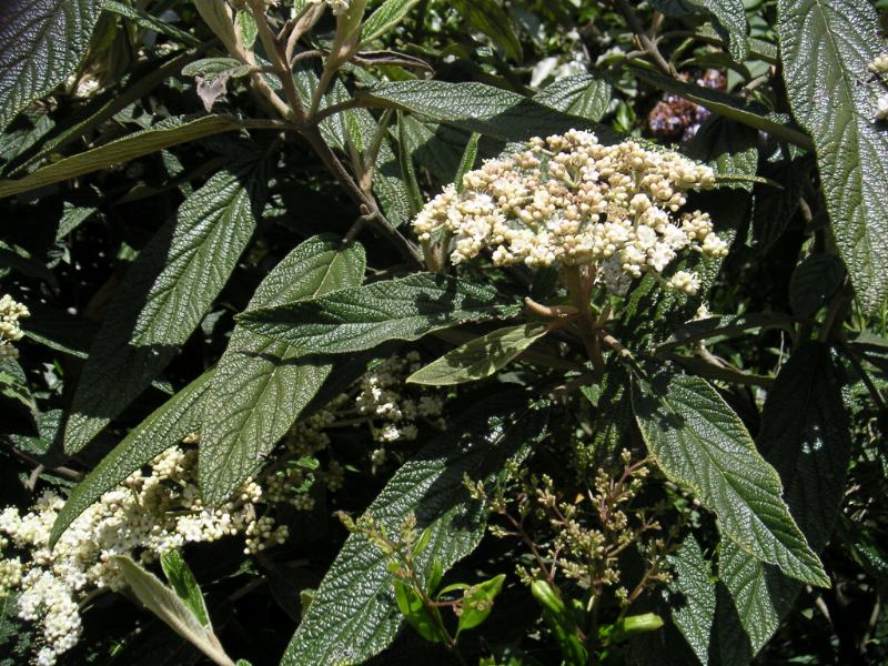 Leatherleaf Viburnum (Viburnum rhytidophyllum) plant