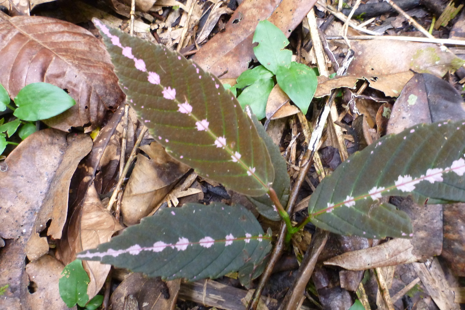 Leea (Leea coccinea) plant