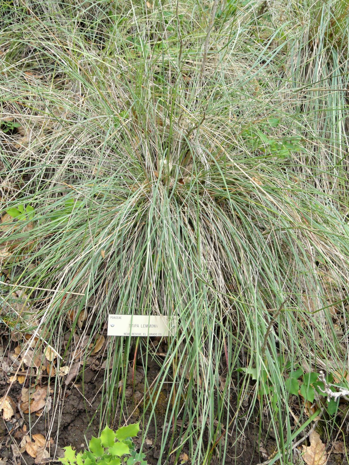 Lemmon's Needlegrass (Eriocoma lemmonii) plant