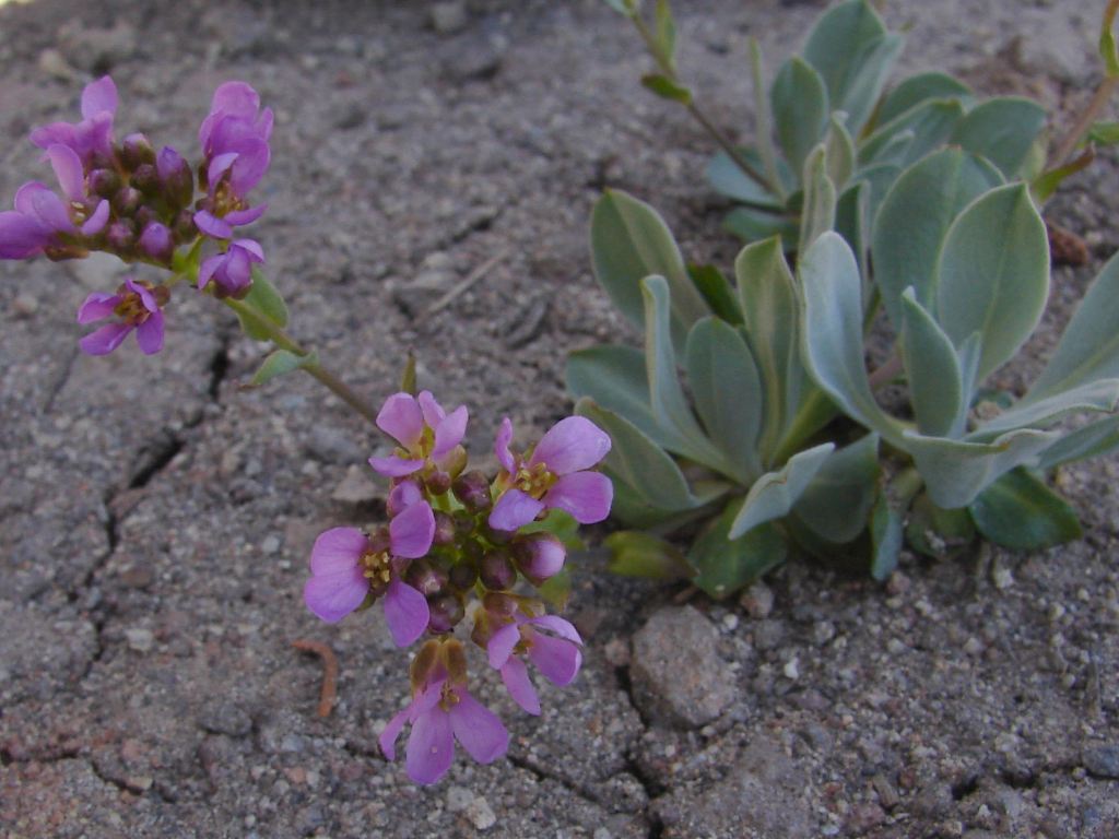 Lemmon's Rockcress (Boechera lemmonii) plant