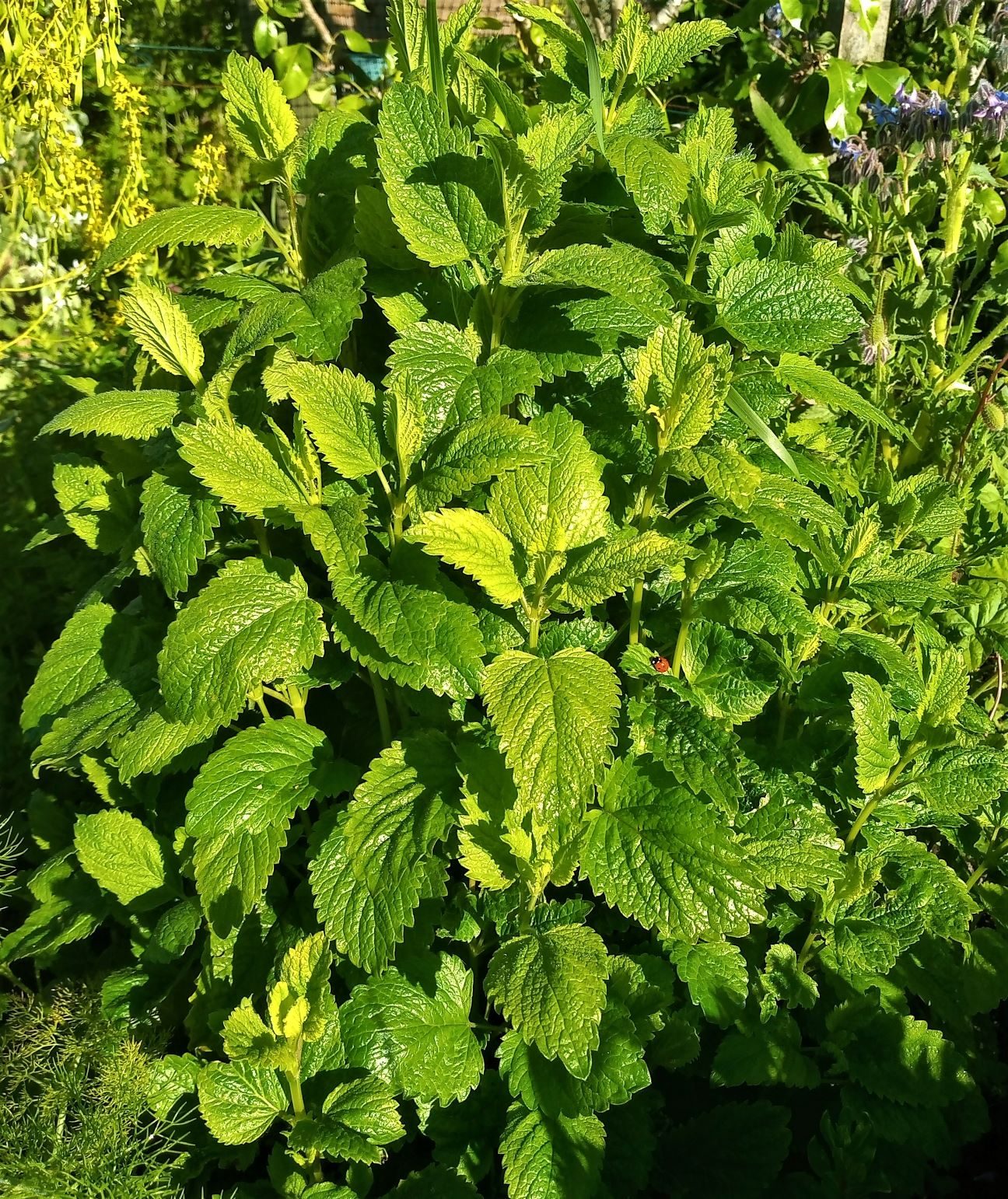 Lemon Balm (Melissa officinalis) plant
