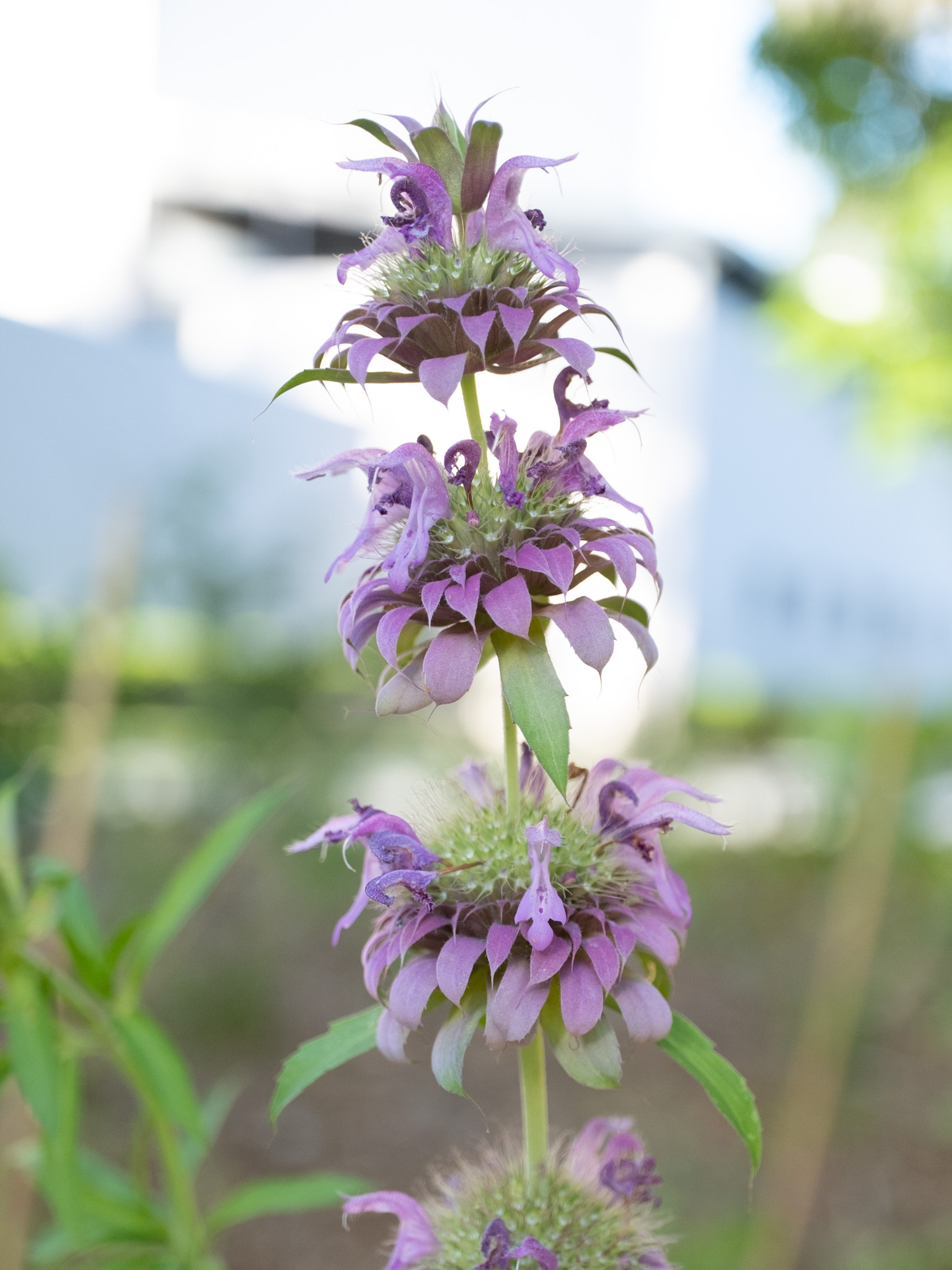 Lemon Mint (Monarda citriodora) plant